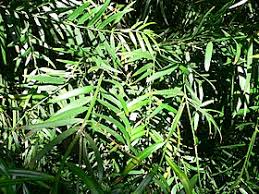 Image result for Afrocarpus usambarensis