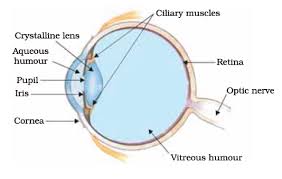 Image result for human eye