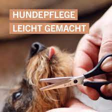 glanzendes gesundes fell mit der richtigen hundeschere pfotenschere hunde hundepflege hunde erziehen
