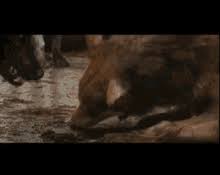 These ferocious pictures capture the moment two canadian wolves battle it out. Wolves Fighting Gif