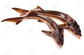 Fresh Small Sturgeon Fish Isolated On White Background. Fresh Sterlet Fish Just  Taken From The Water. Sterlet Is A Small Sturgeon, Farmed And Commercially  Fished For Its Flesh And Caviar. Фотография, картинки,