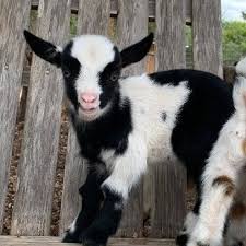 Holland Lop Netherland Dwarf Bunnies And Goats For Sale Austin Tx Sixshooter Farms Goats For Sale Baby Farm Animals Cute Baby Animals