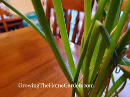 The next best way to store green onions is in a jar of water in the refrigerator. The Best Way To Keep Green Onions Fresh Growing The Home Garden