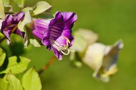 We did not find results for: 14 Perfect Climbing Annuals Garden Lovers Club