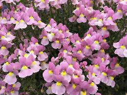 Image result for Nemesia