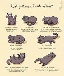 Dog Rescue Network On Twitter Crazy Cats Cat Behavior Cat Facts
