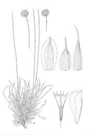 Image result for Kyllinga merxmuelleri