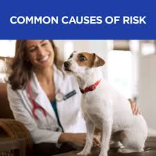 Is the largest specialty pet retailer of services and. Hill S Prescription Diet C D Multicare Urinary Care Dog Food Chicken Dog Veterinary Diets Petsmart