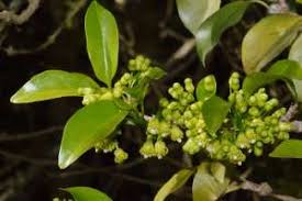 Image result for Canthium inerme