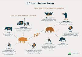 But the industry is now under threat from african swine fever, with many diners refusing to eat it, despite authorities assuring filipinos the meat is still safe. Prevention And Control Of African Swine Fever Wur