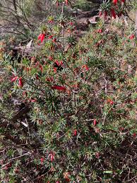 Image result for Rotala juniperina