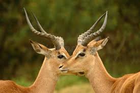 A flat paper container, especially for a letter, usually having a gummed flap. African Antelopes Two Beautiful Wild African Male Impala Antelope Aepyceros Me Spon Antelope Impala Melamp African Wildlife African Antelope African