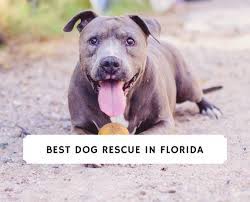 Hours may change under current circumstances Best Dog Rescue In Florida 2021 Top 6 Picks We Love Doodles