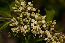 Image result for Psydrax livida