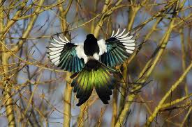 Elster Im Flug Zeigt Ihr Schillerndes Federkleid In Der Sonne Rauschenberg Myheimat De Elster Vogel Federkleid Elster