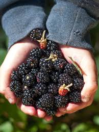 Howstuffworks.com contributors first, why would you want to unlock your blackberry? Michaelmas The Day The Devil Spit On Your Blackberries