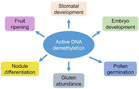 Check spelling or type a new query. Plant Cell Reports On Twitter Open Access Active Dna Demethylation Mechanism And Role In Plant Development Https T Co Wllxcmbqwd