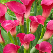 Image result for Zantedeschia