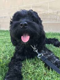 We did not find results for: Sc Pet Transport Vip Pet And Live Animal Transport Relocation Lax