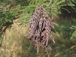 Image result for Acacia mearnsii