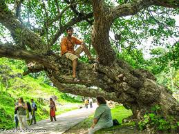 Elephanta caves timings: Complete Guide ...