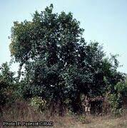 Image result for Diospyros mespiliformis