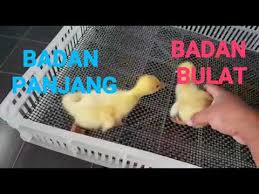 Cara kerja situs ini berupa mencari jenis dan nama font dari sebuah situs yang sedang kita buka. Cara Mudah Mengenal Jantina Anak Angsa Ketika Kecil Youtube