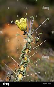 Image result for Lycopodiella sarcocaulon