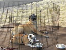 Dogs are curious, adventurous, and love to explore. Dog Pen Fence Setup While Camping Forest River Forums