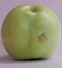 They can cause considerable damage to apple, pear, apricot, peach, plum, nectarine, cherry, and other fruits. Eat Ugly Apples Door Creek Orchard