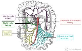 It has a number of important relationships and branches, which very commonly they get their blood supply from where they started, not from where they end up. Arteries Of The Abdomen Teachmeanatomy