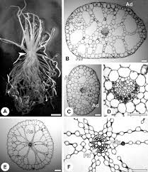 Image result for Subularia monticola