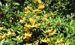 Image result for Pyracantha coccinea soleil d'or