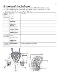 A color, cut and glue worksheet; Reproductive System Worksheets