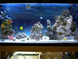 Diy 20gallon Custom Sump Refugium 55gallon Saltwater Marine Coral Reef Tank Aquarium Update Aquarium Reef Tank Saltwater