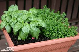 What is the ideal container size for basil and will a 4in pot be sufficient to grow a decent size container? The 7 Best Herbs For Container Gardening