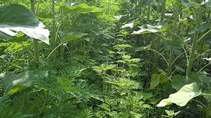 Această plantă se găsește peste tot, mai cu seamă pe terenurile necultivate și provoacă alergii începănd cu. Totul Despre Combaterea Ambroziei Din Culturi Care Sunt Cele Mai Bune Metode De Control A Buruienii Basf Agricultural Solutions Romania