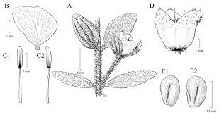 Image result for Antherotoma senegambiensis