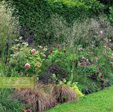 A Traditional Long Mixed Border With Roses Stipa And Carex Grasses And Herbaceous Plants Including Astran Beautiful Gardens Garden Inspiration Garden Borders