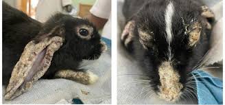 Image result for scabies rabbits ears