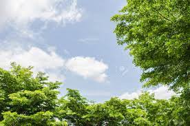 Pleiades star cluster hd desktop wallpaper high definition â· night sky … resolution: Trees With Sky Background Stock Photo Picture And Royalty Free Image Image 59985325