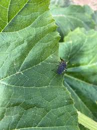 What does chinch bug damage look like? Squash Bugs Always A Problem In Cucurbits Panhandle Agriculture