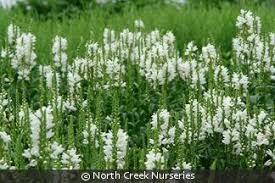 Image result for Mostuea batesii