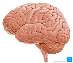 Maybe you would like to learn more about one of these? Brodmann Areas Anatomy And Functions Kenhub