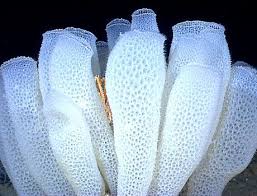 Noaa Image Of Deep Sea Venus Flower Basket Glass Sponges Sea Sponge Sea Creatures Sponge