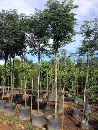 Image result for Caesalpinia ferrea