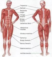 Here's the truth, the gluteus maximus gets most of the attention. What Is The Difference Between Hip And Buttocks Quora