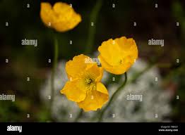 Image result for Papaveraceae