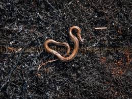 Image result for Trichopteryx fruticulosa