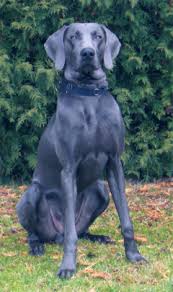 Shadow Blue Weimaraner Dog For Beautiful Puppies Weimaraner Puppies Weimaraner Dogs Blue Weimaraner